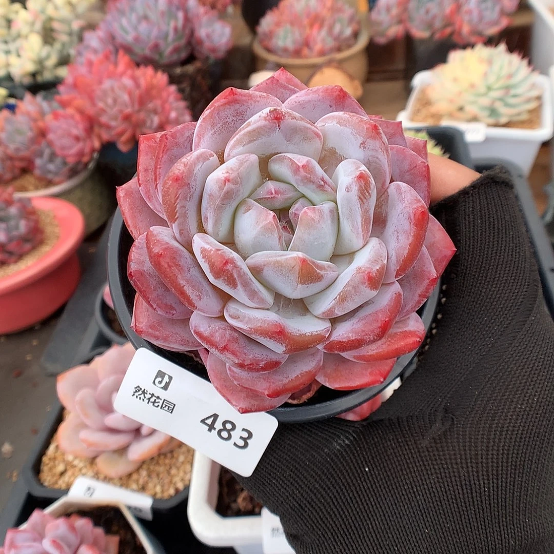 483星影多肉植物6666