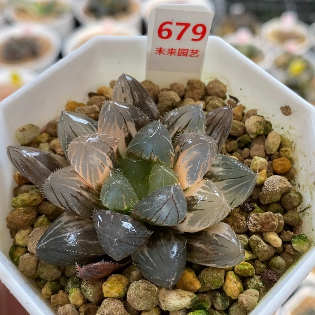 679赤线玉露锦一物一图