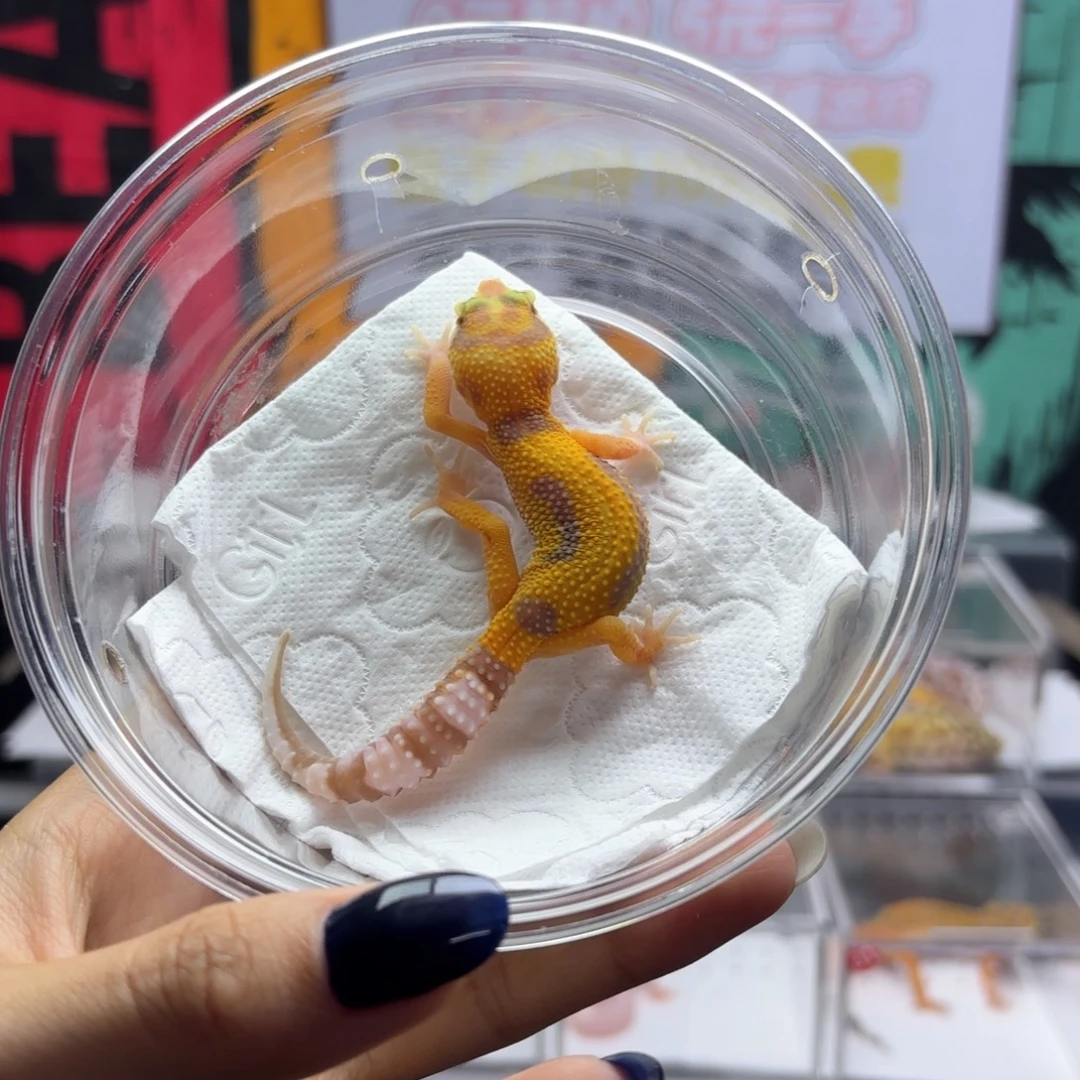 豹纹守宫暴龙母温c41