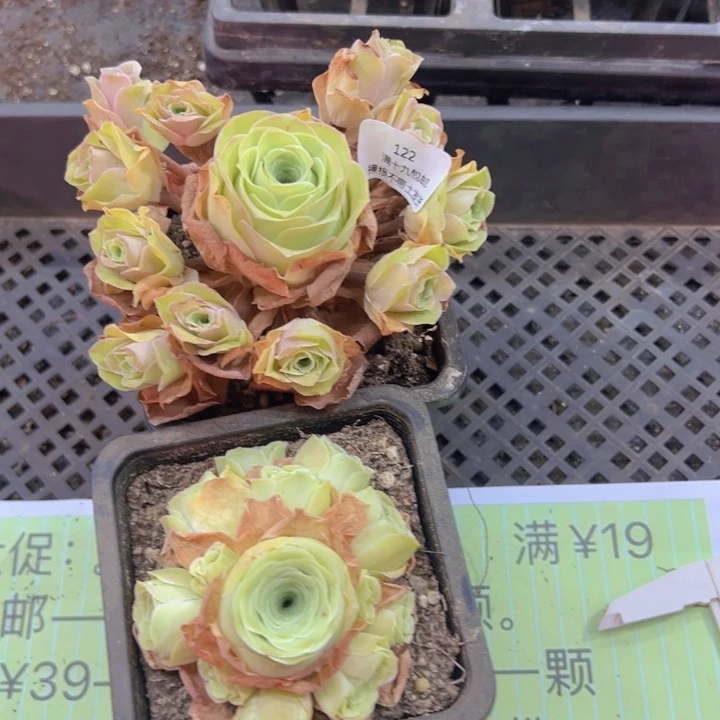 122 裸根不带土发货不包损