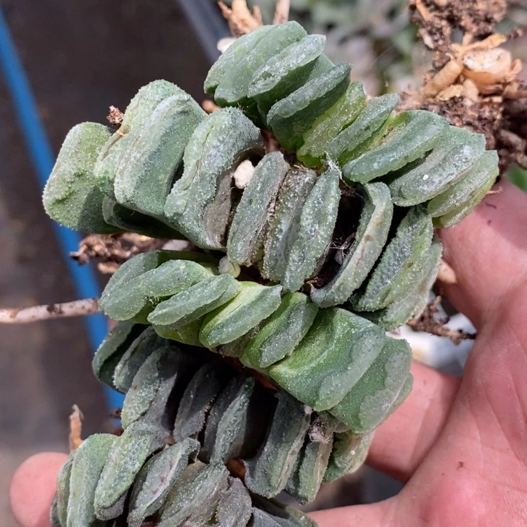 1674 一颗银法师玉扇。超级618福利。