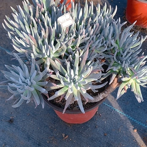 167爱杜多肉植物