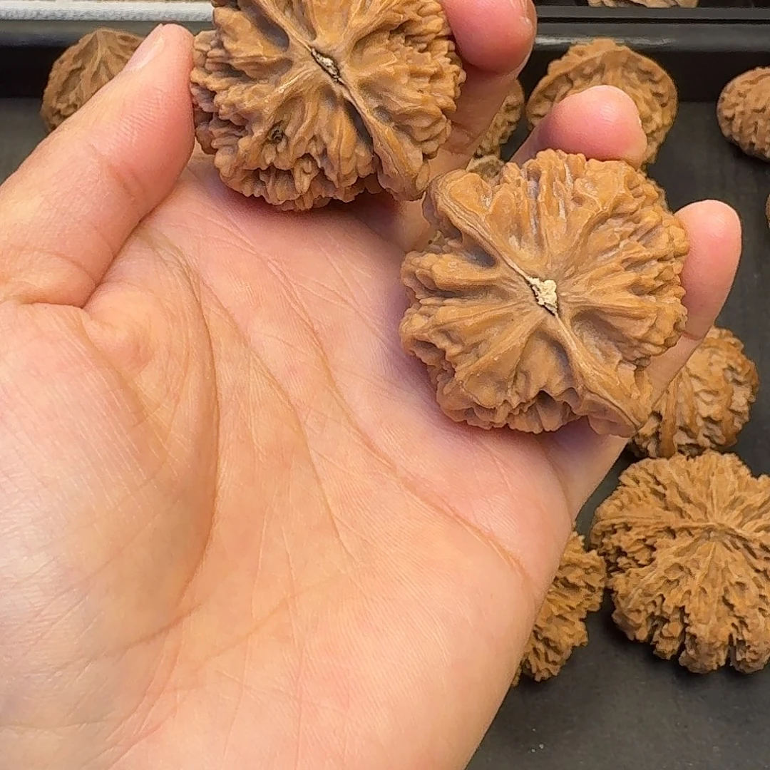 核桃突突突突突突突突突突突突突突