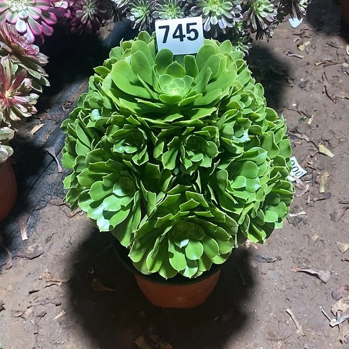 法师植物一物一拍745