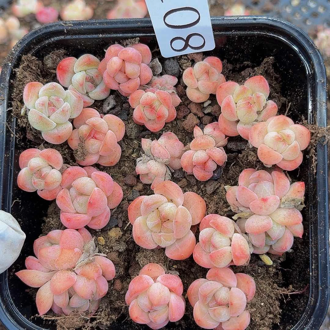 多肉植物多肉植物801