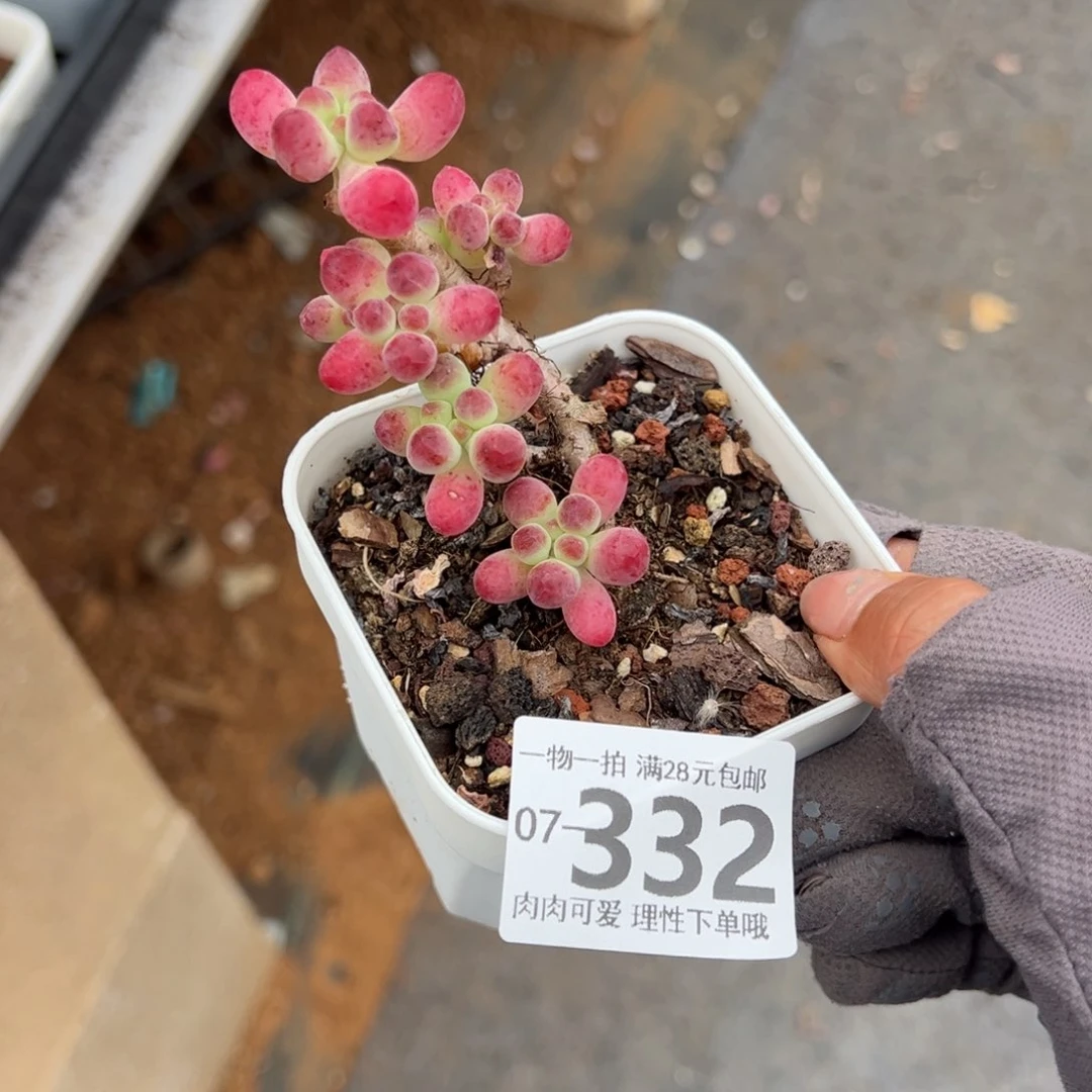 果冻乙女心多肉多肉多肉多肉