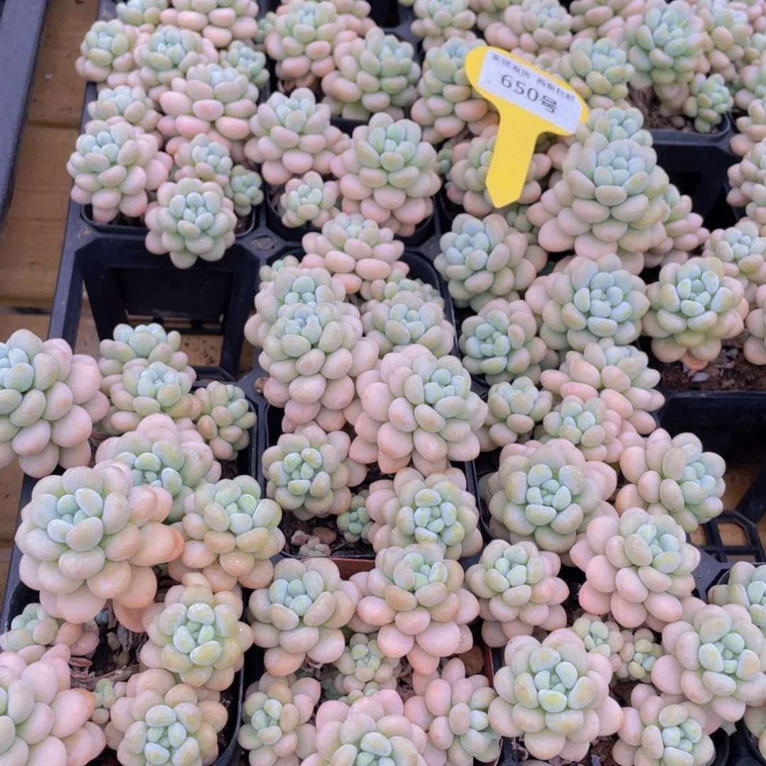 650号 洛可可老桩群生一个