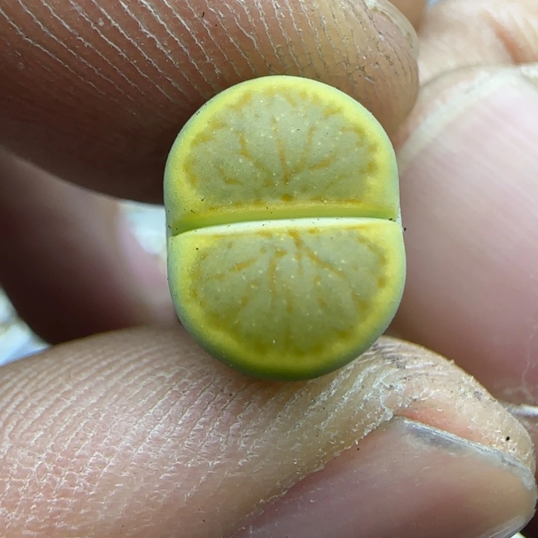018 生石花大棚直播