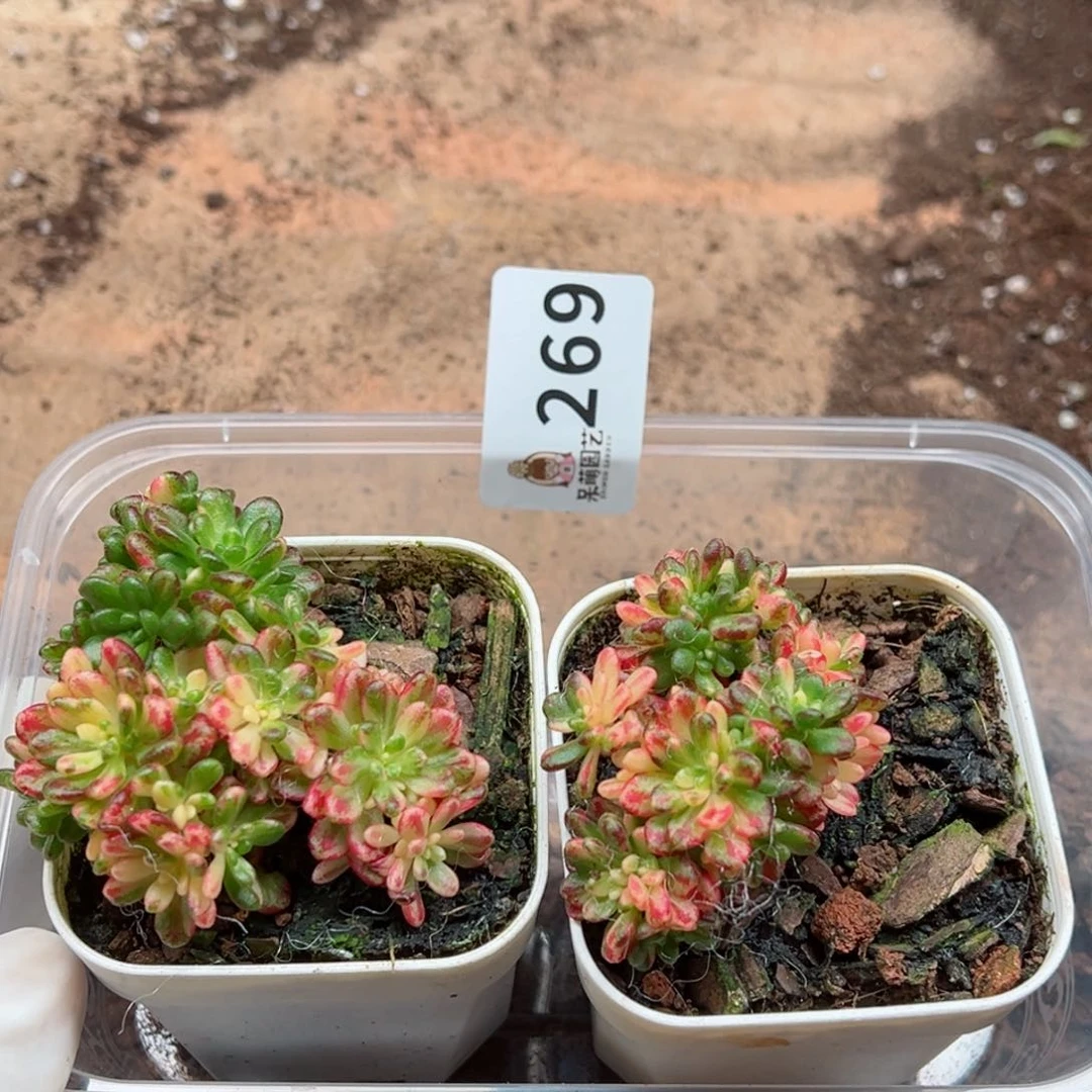 @*宝多肉植物多肉植物