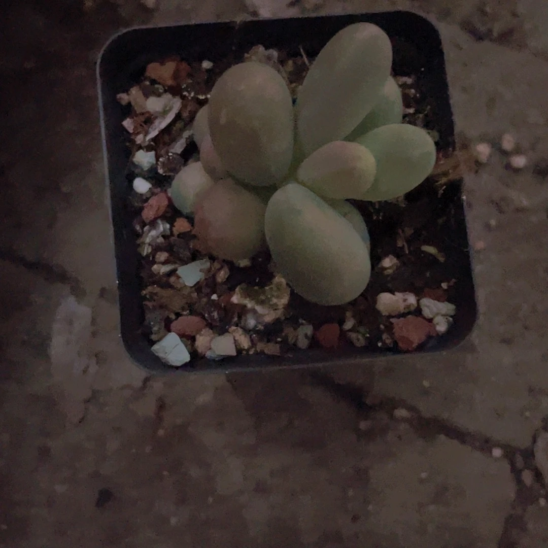 听***忧多肉植物多肉植物