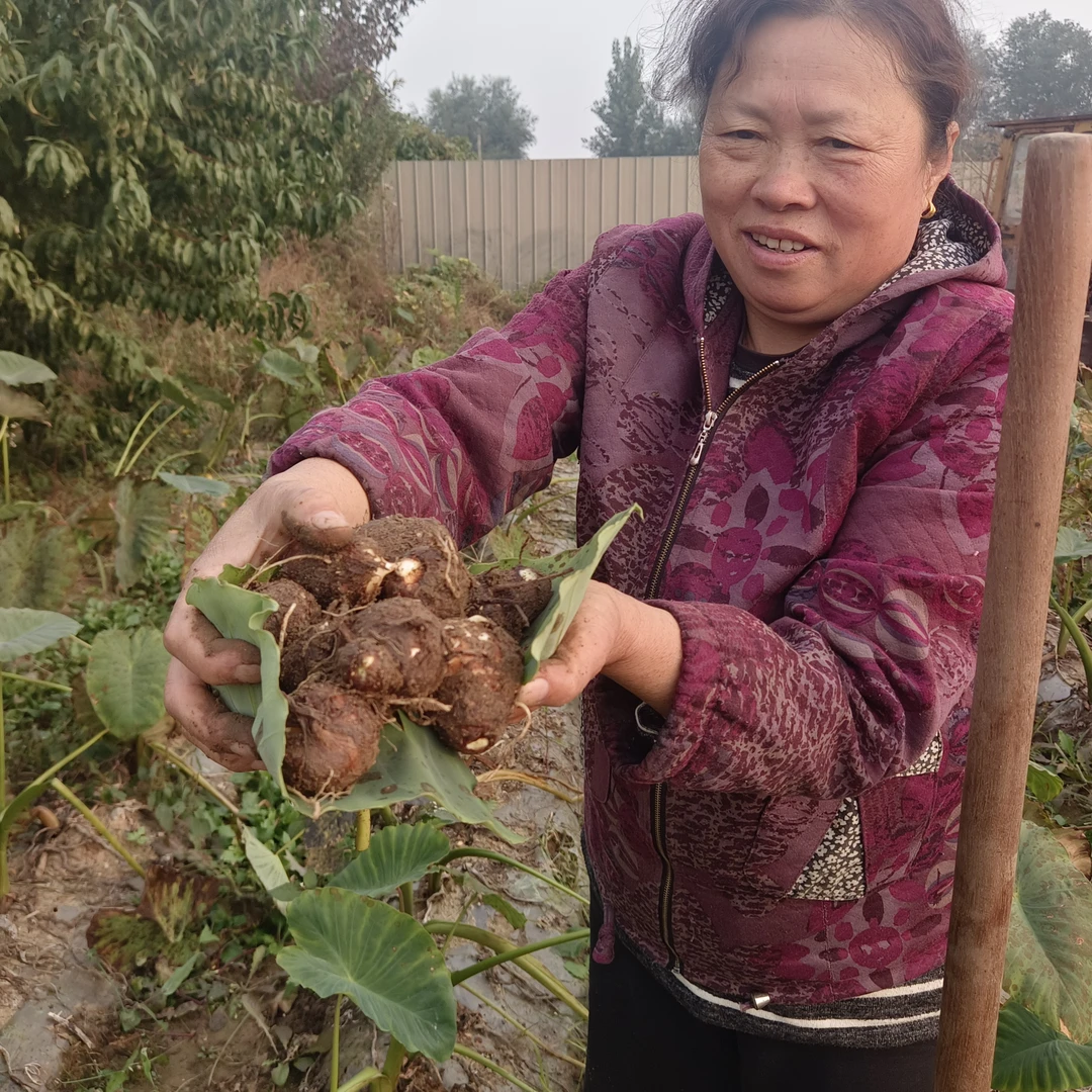 芋头预售-5斤装-丈母娘家种的芋头-产地即墨西北洼