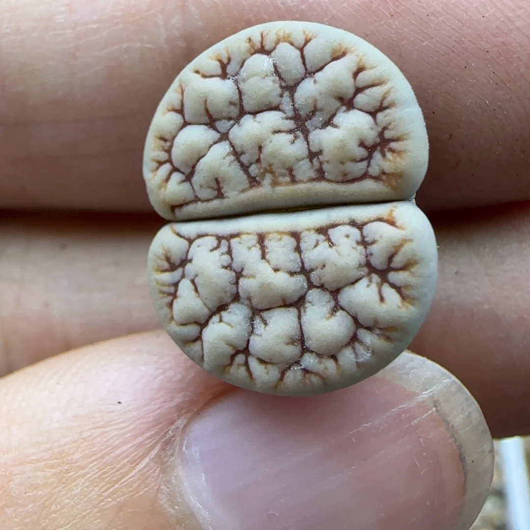 1004 生石花大棚直播