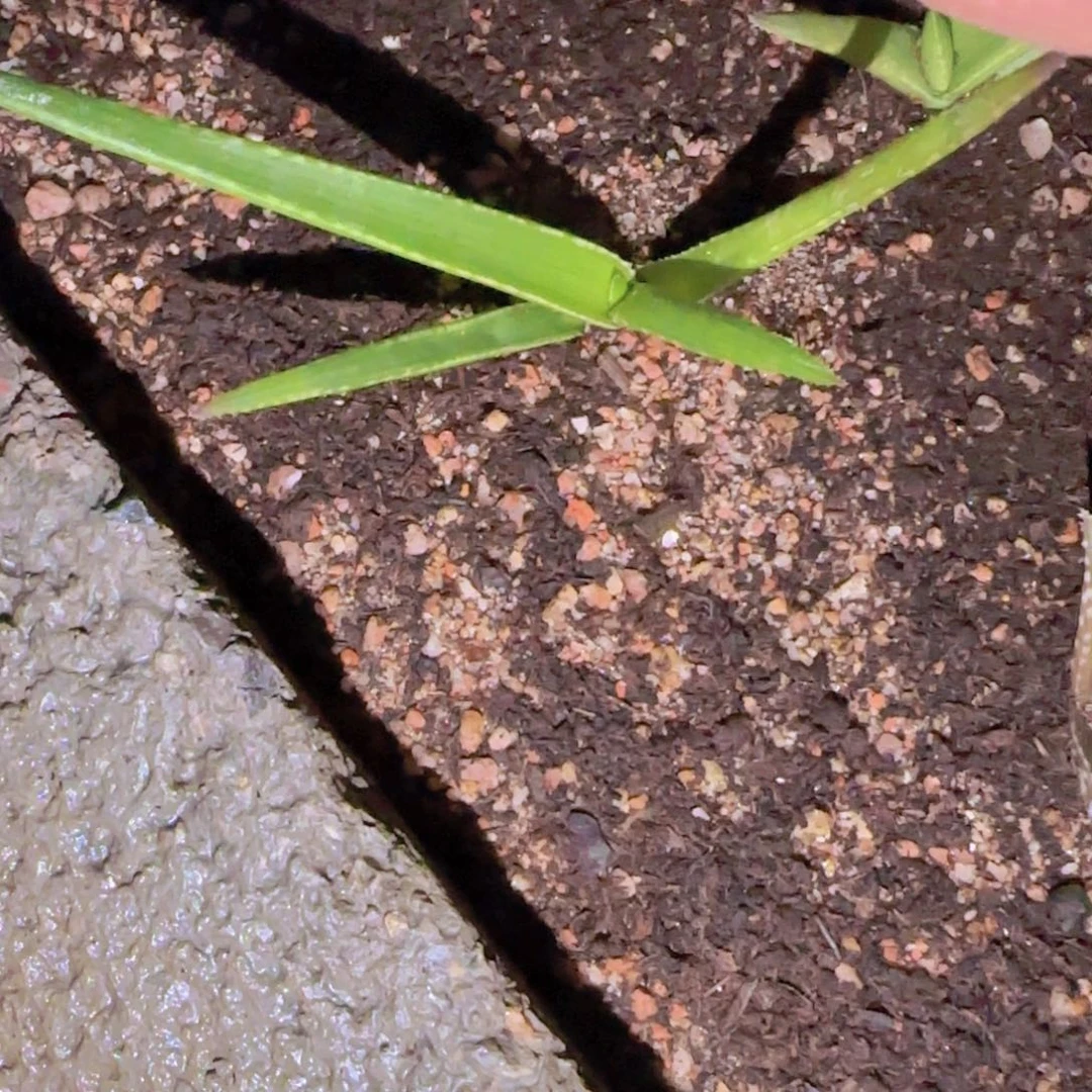 G块根植物块根植物