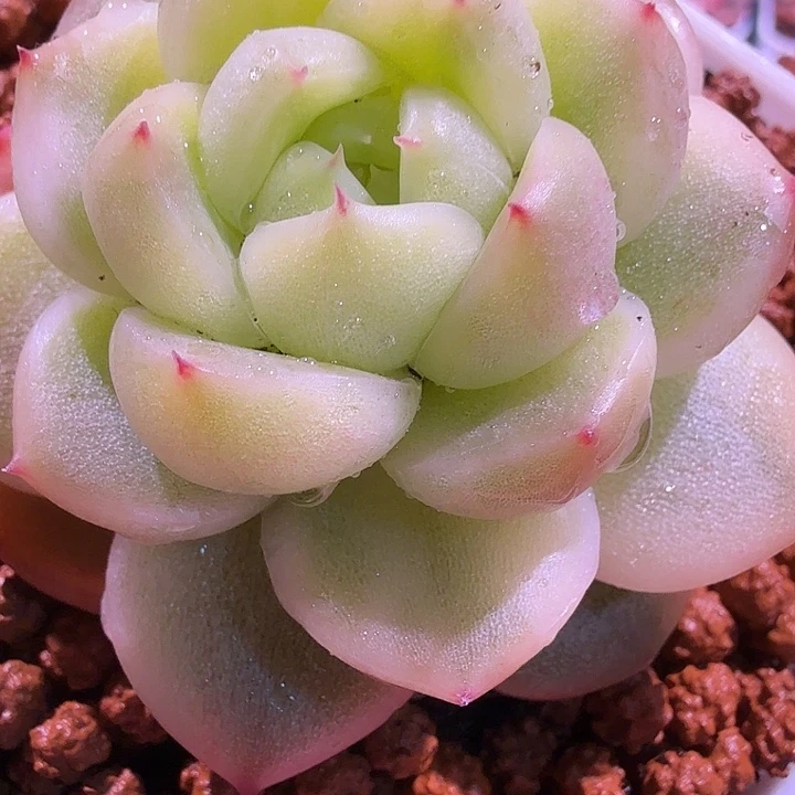 晴空珍妮锦多肉锦