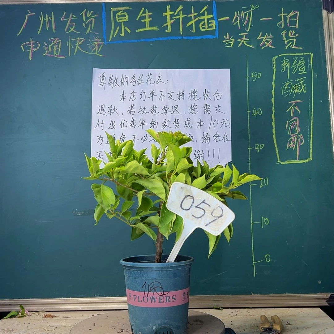 当前无花栽培后可以开花佩德罗 059
