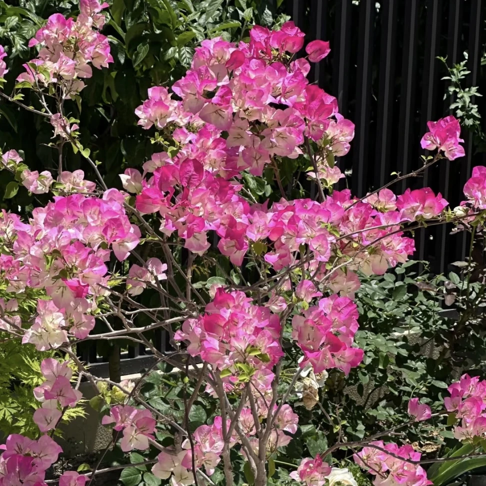 绿樱三角梅盆栽爆花强耐热耐晒庭院阳台花卉新手易养护