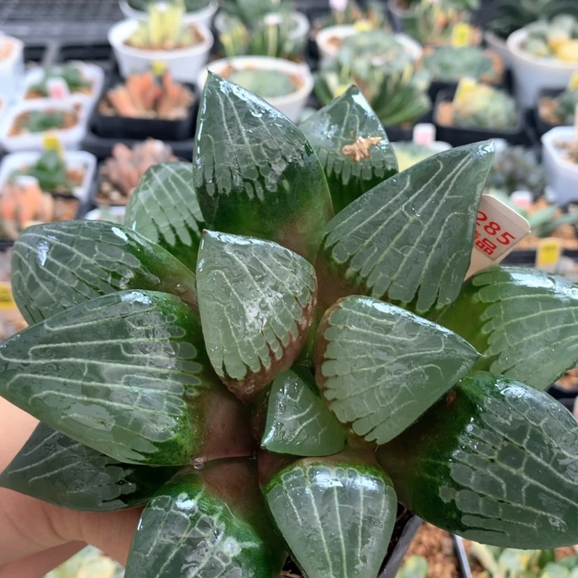 【闪购商品】285阿房宫