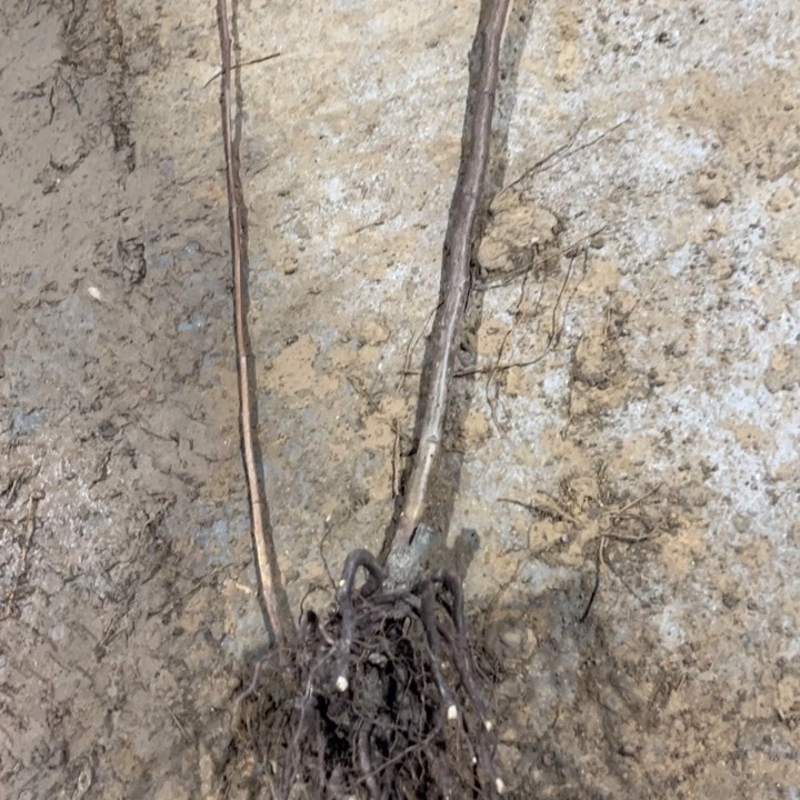 五彩锦带花苗一颗