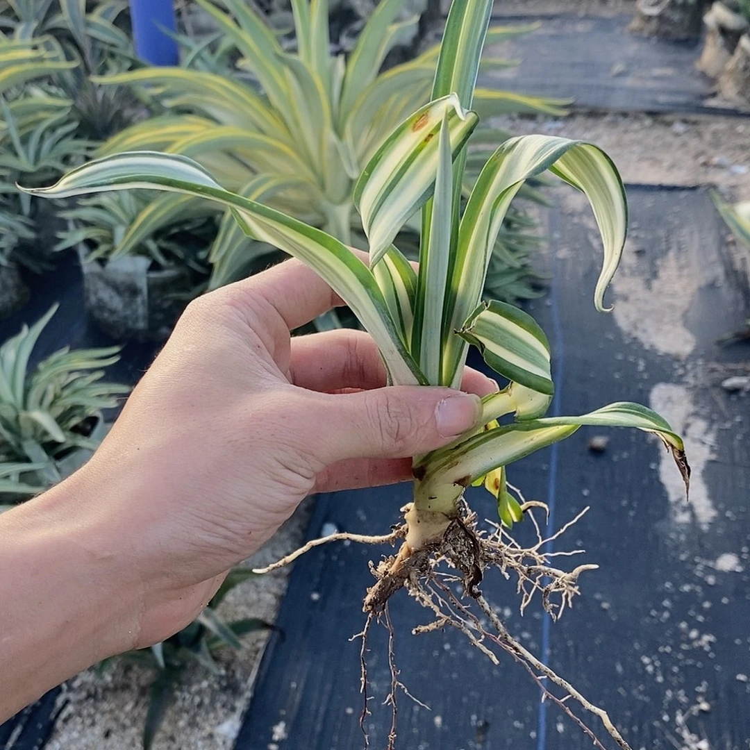 鹦鹉嘴白中斑侧芽 一颗1111