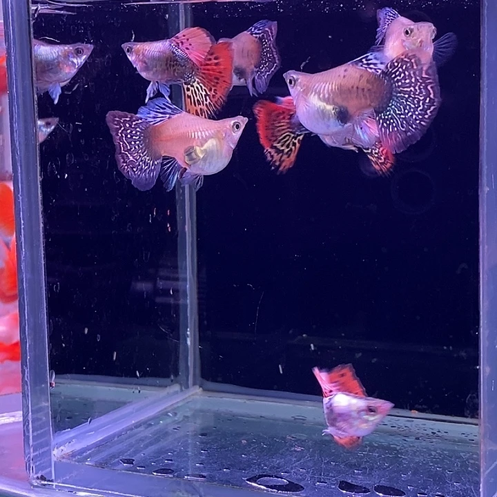 孔雀鱼龙鳞球4对孔雀