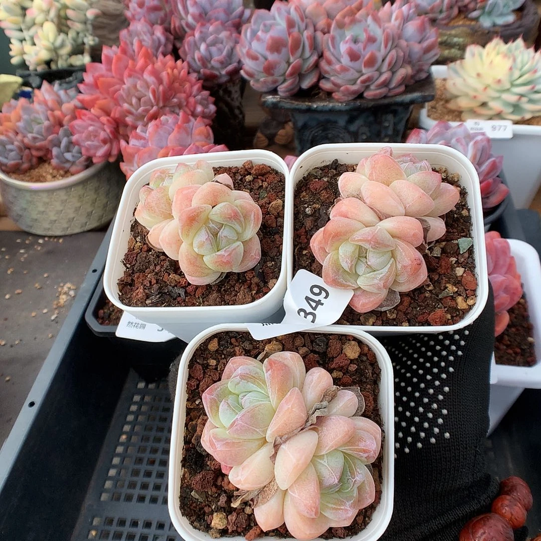 349冰玉3颗多肉植物6666