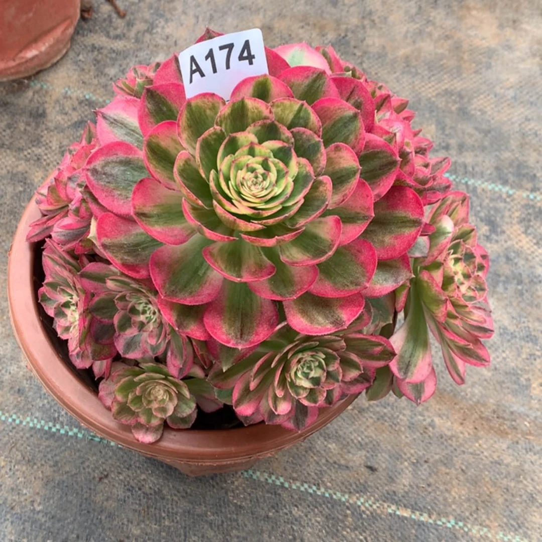 【闪购商品】174万白