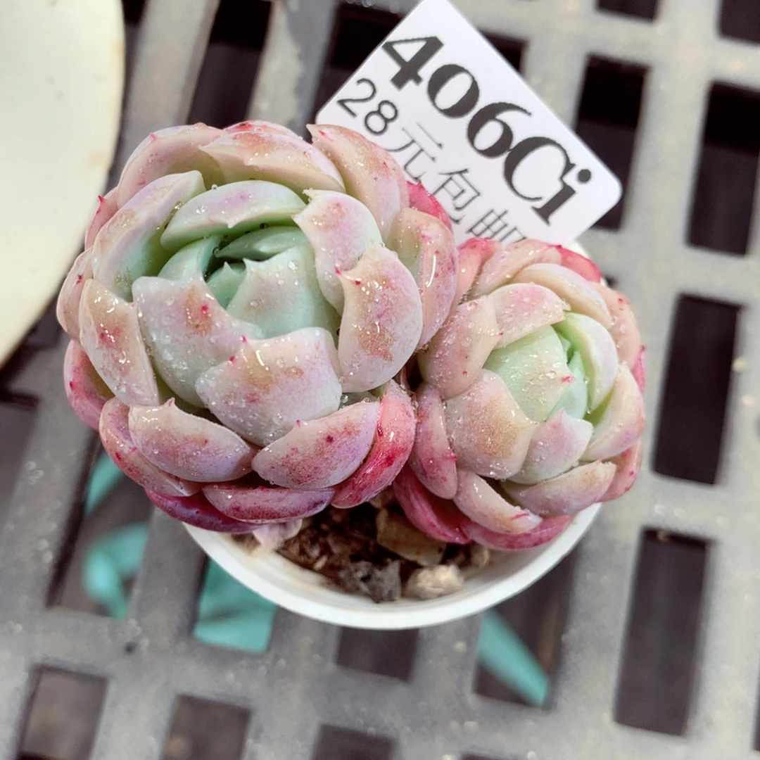 5厘米盆精控多肉406