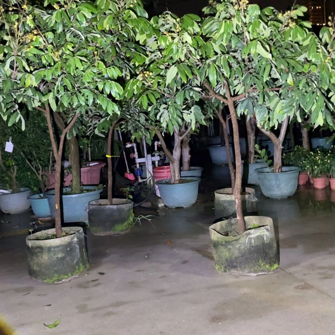 白心火龙果A*A果树果树果树111111