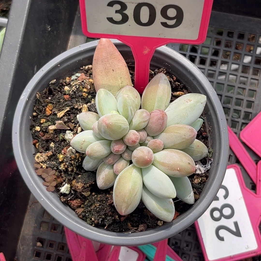 多肉植物白兰地群309