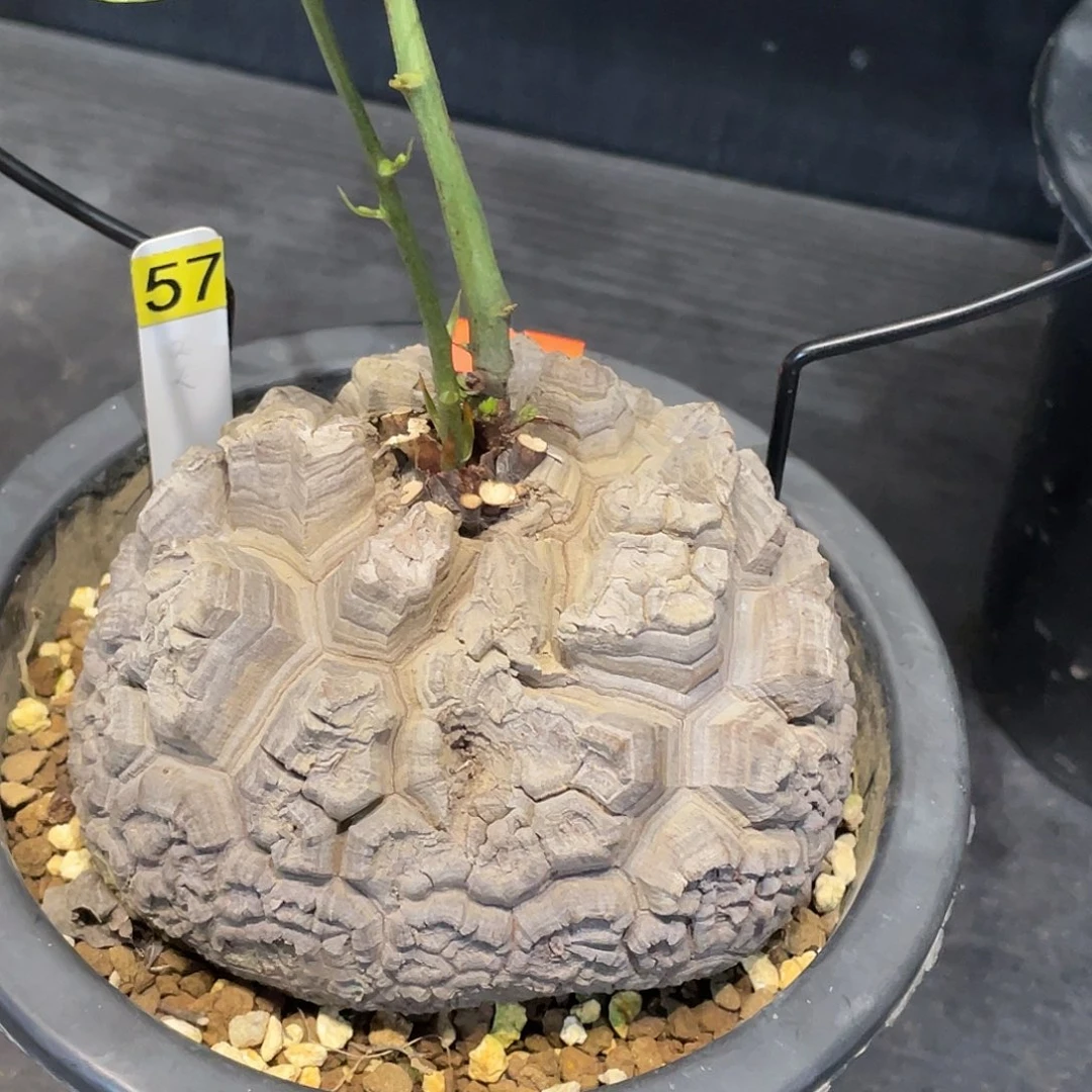 57号龟甲龙不退不换