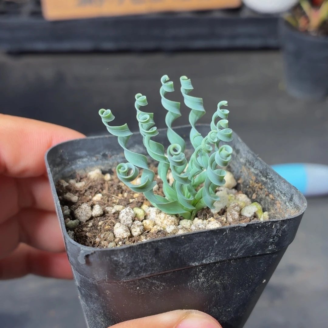 弹簧草多肉9.9包邮发货