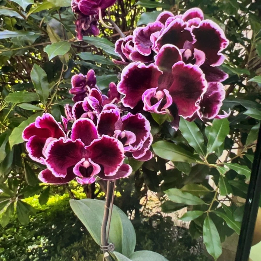 当前无花栽培后可以开花微瑕疵拉丁舞裙凑单发货一颗不发货