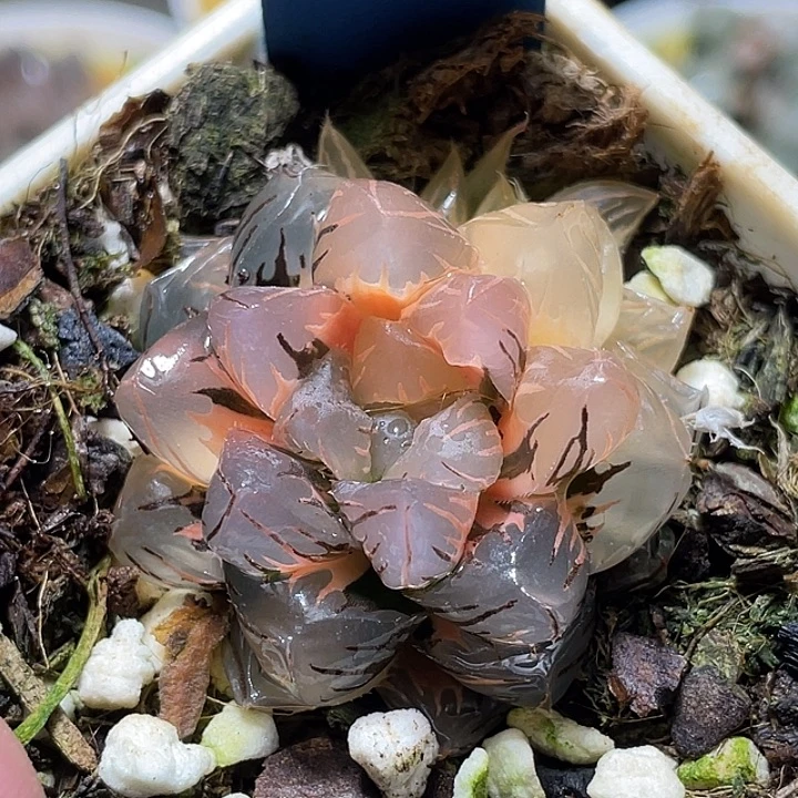 535水中月锦福利一物