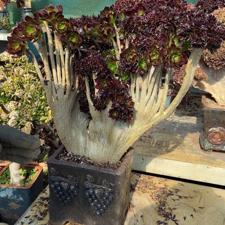 流*雨593黑法师缀化老桩