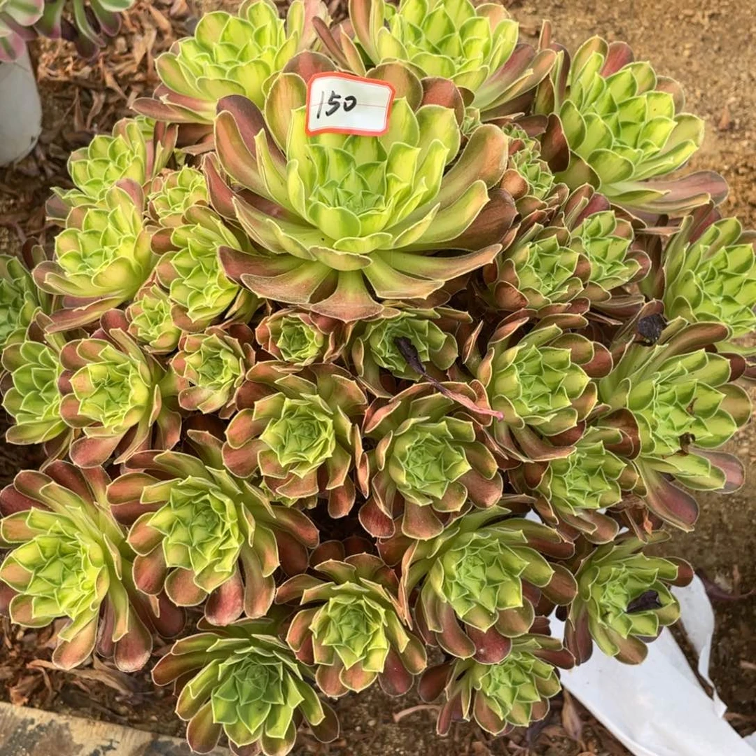 150韶华多肉植物