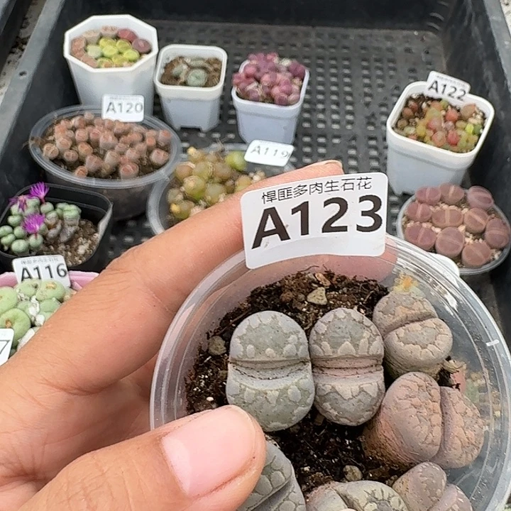 123多肉植物多肉植物
