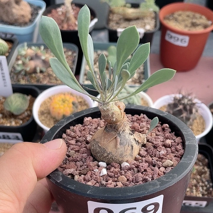 069产地开普敦厚墩菊