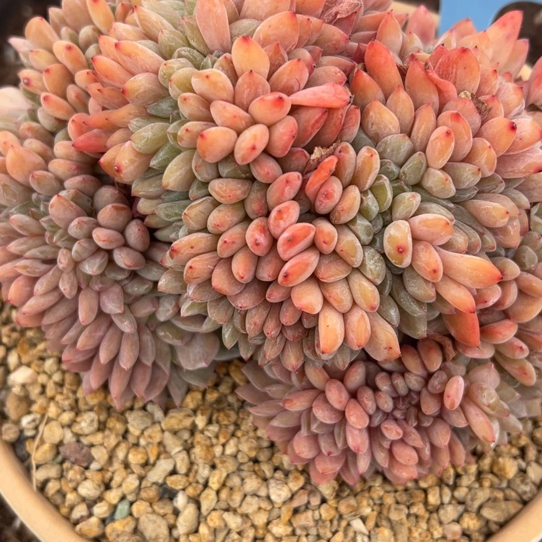 娟*350126-03橙子缀