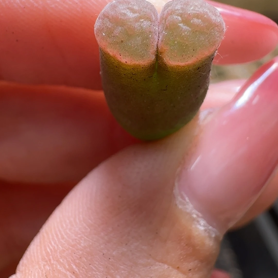 美丽的多肉石头29-58