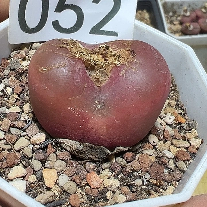 052号毛汗尼多肉植物