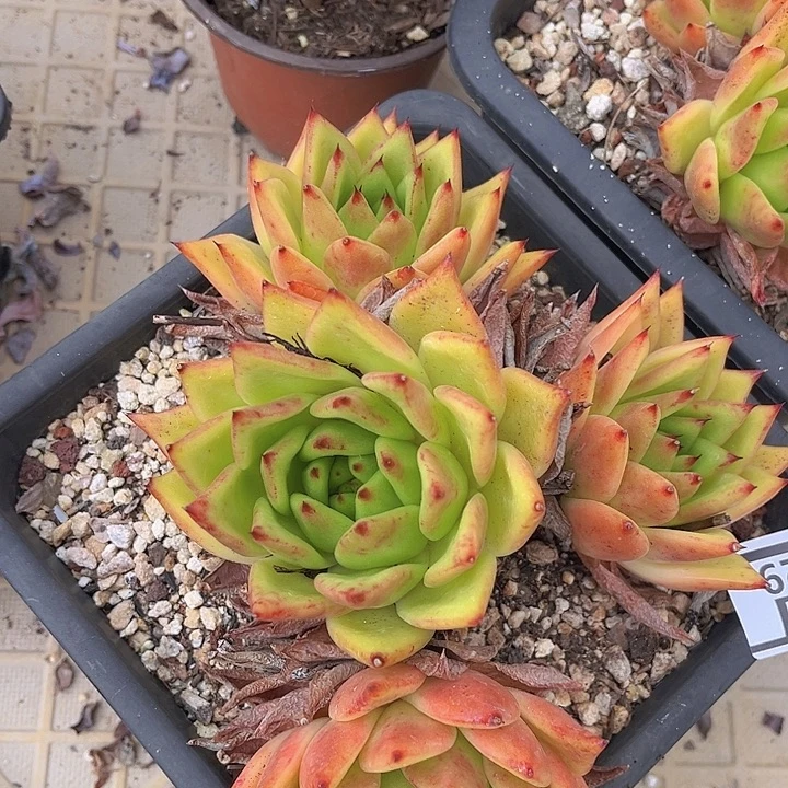 橙乌木3029多肉植物