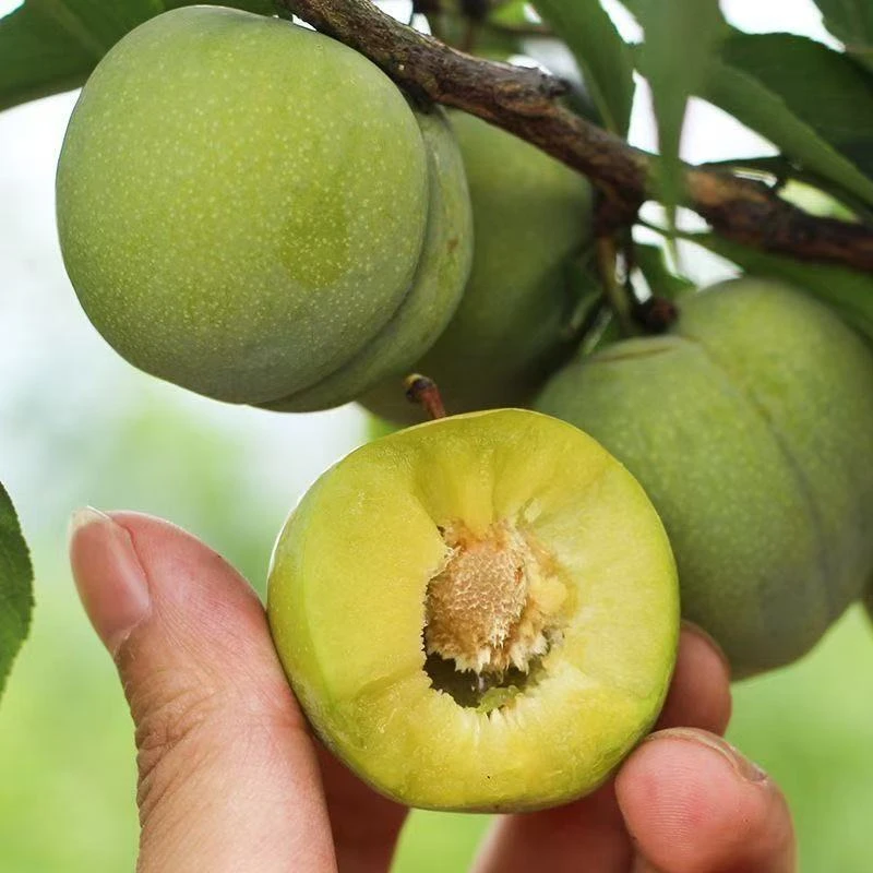李子新鲜水果正宗脱骨李子青脆李高山农家土李子孕妇现摘空心甜