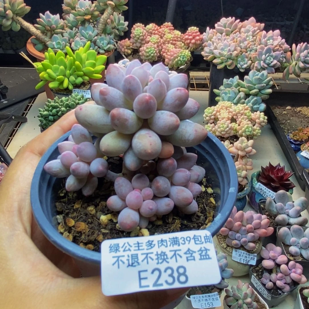 238香水手指奶多肉7c m