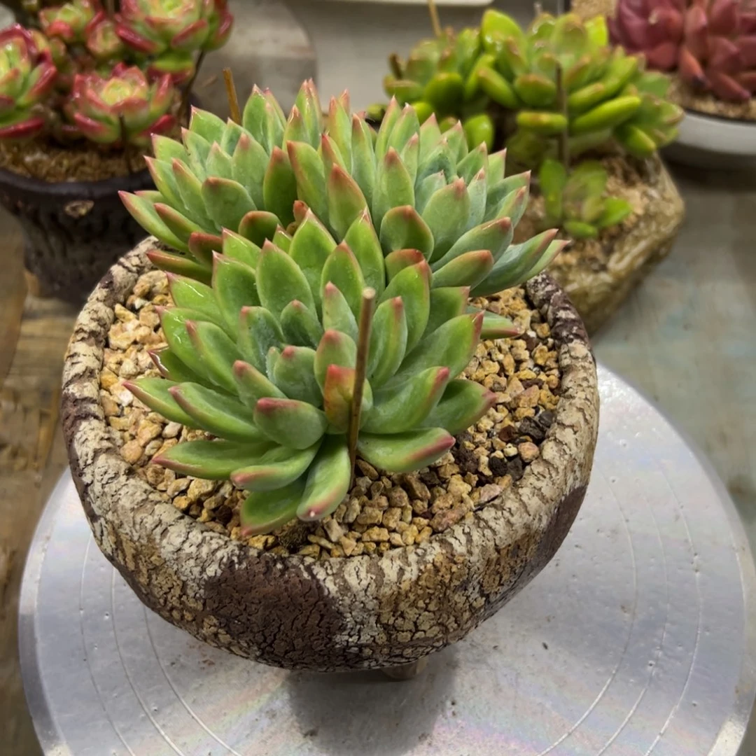 美人杂28 零零多肉植物