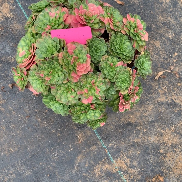 t***2知否多肉发货植物