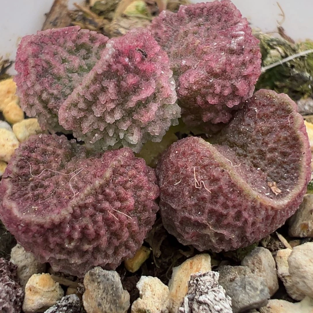 实生新品多肉植物水泡多肉植物