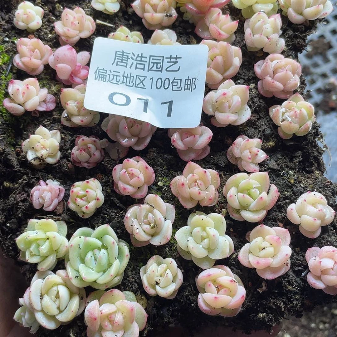 买64珍妮混一物一拍011