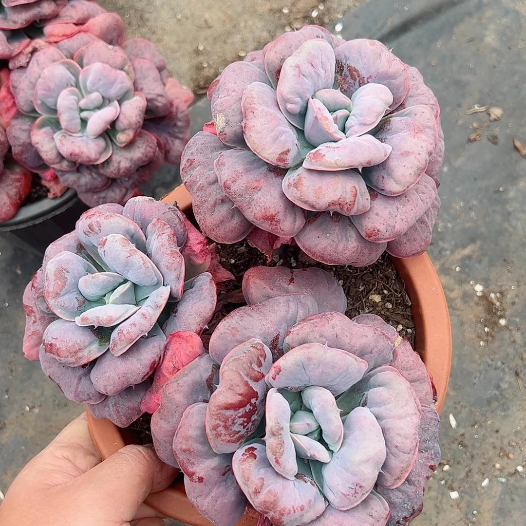 心之悦三头起大盆