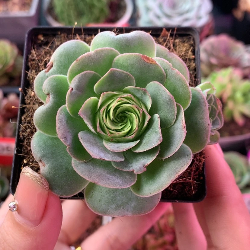 【闪购商品】堇年796