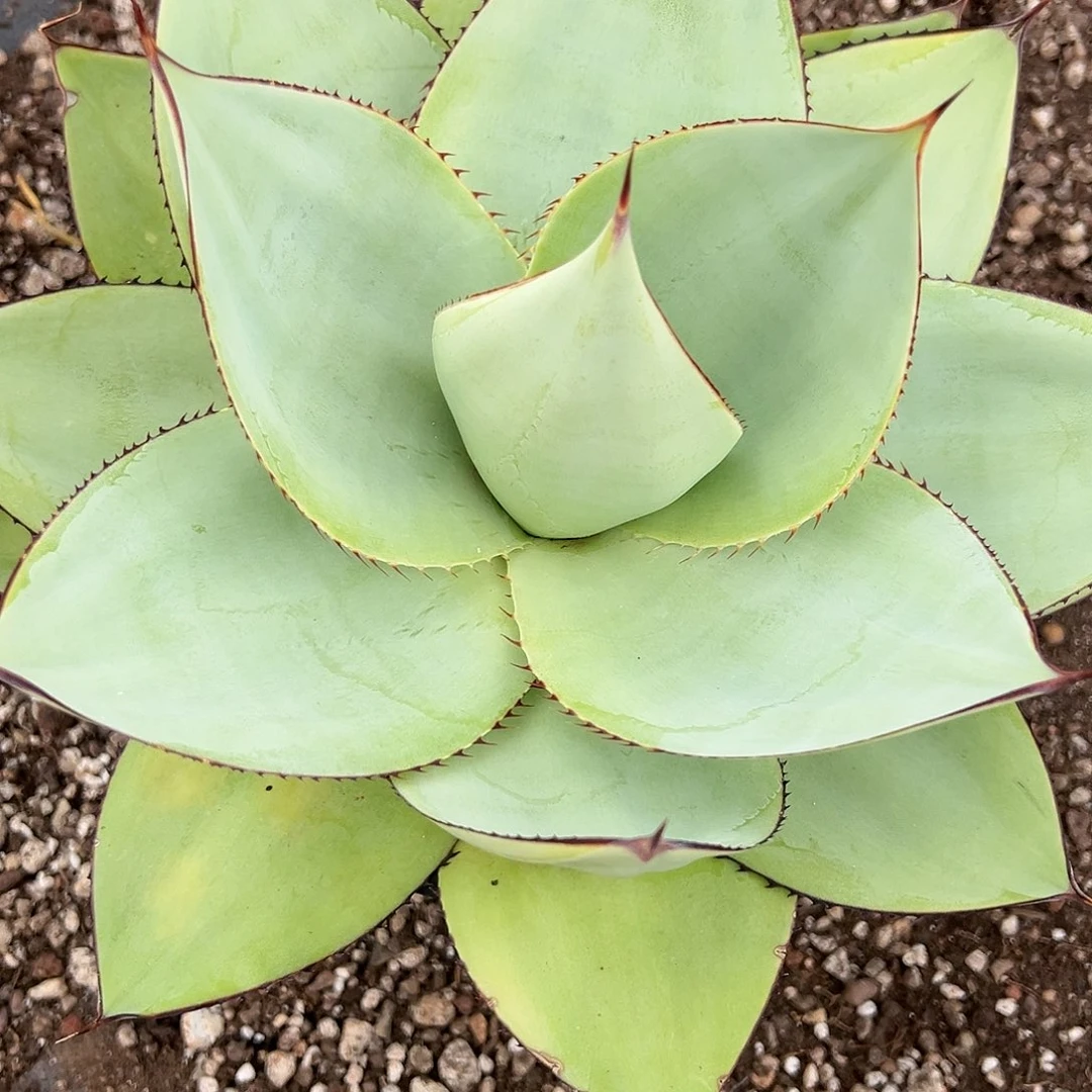 霸***舞无花朵多肉植物绿荷龙舌兰